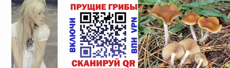 Галлюциногенные грибы Cubensis  Нефтеюганск 
